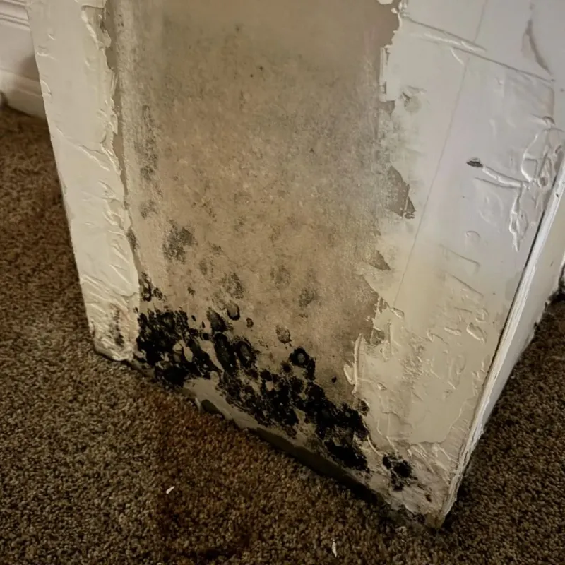 Professional Mold Removal in Trinidad, CO